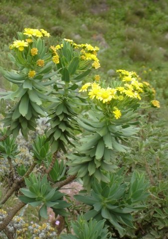 Euryops tysonii flowerheads, leaves and stems